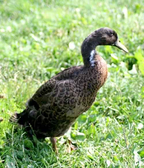 Indian Runner Duck