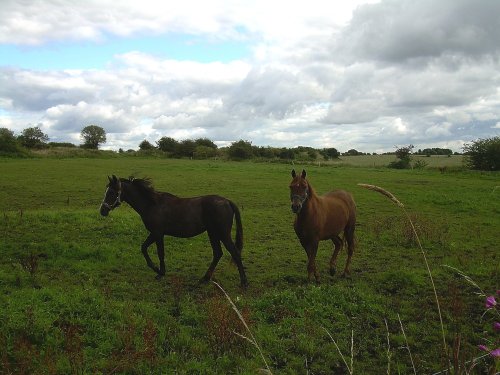 Horses