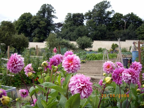 The Allotments