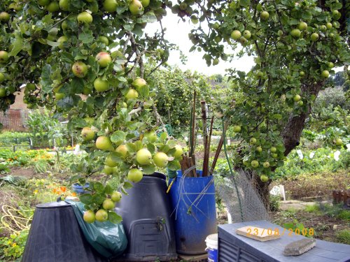 The Allotments