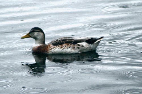 Mallard just swiming in the rain