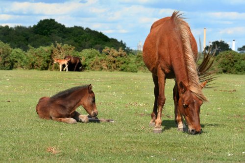 New Forest Ponies