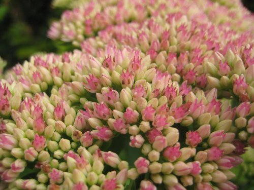 Sedum Herbistfreude  (Ice Plant)