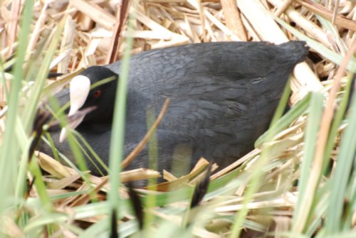 Nesting Coot