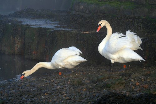 Swans at Keyhaven