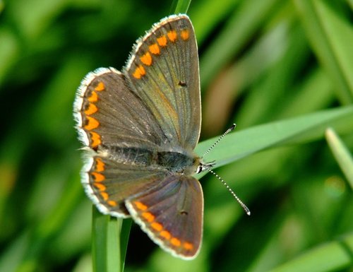 Brown Argus.......aricia agestis (female)