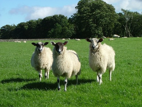 A view of Hawes