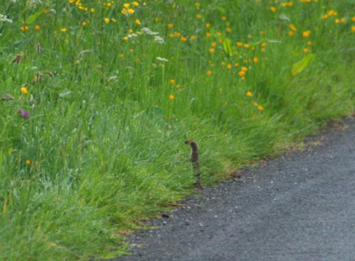 Stoat