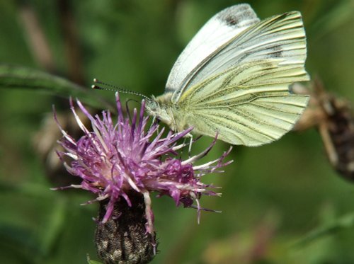 Green veined white......pieris napi (female)