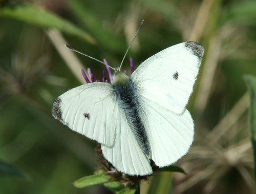 Small white butterfly.....artogeia rapae