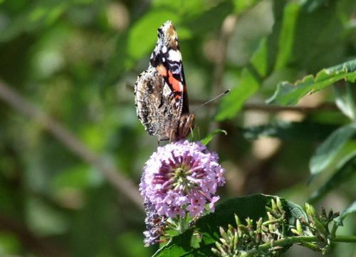 Red Admiral butterfly.......vanessa atalanta