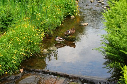 Ducks at Waddington