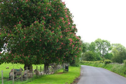 Pink horse chestnut