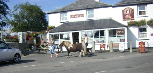 Pony walking