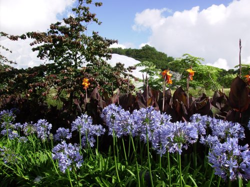 Eden Project