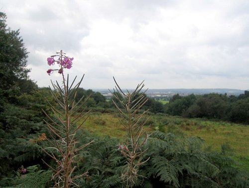 A walk in Shotover Country Park, Oxford