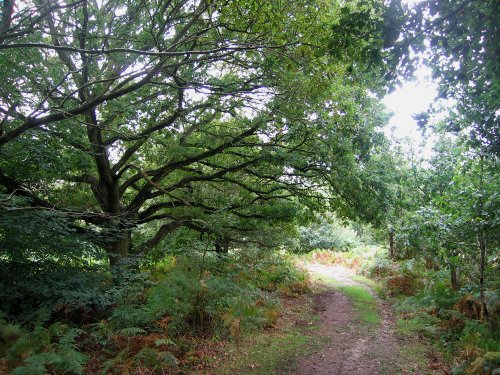 Our very own New Forest in Oxford