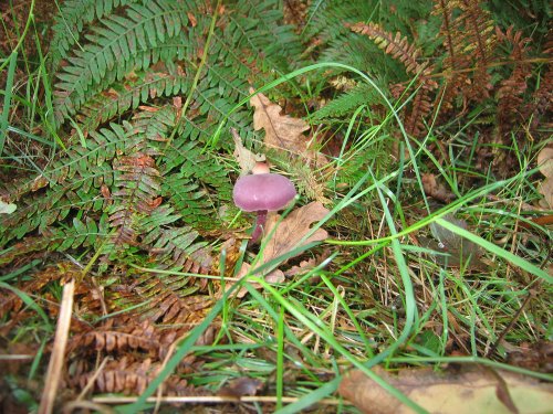 Walking around Shotover Country Park