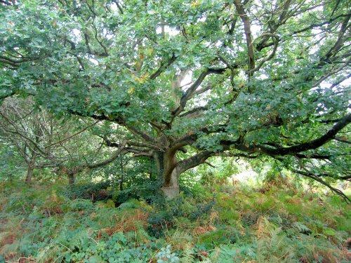 Beautiful trees and colours