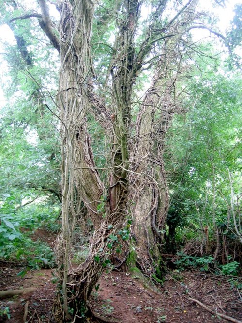 A walk in Shotover Country Park, Oxford