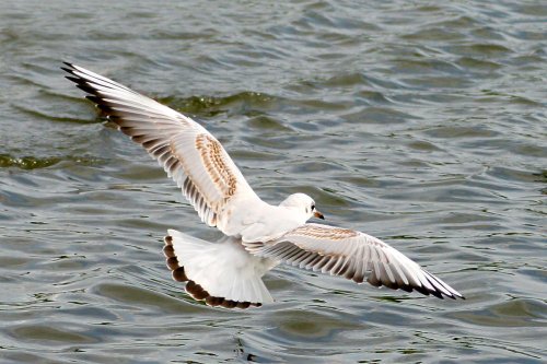 Blackheaded Gull juvenile