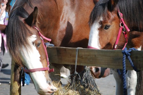 Heavy horse display