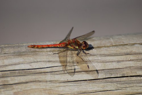 Ruddy Darter