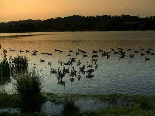 Whitlingham broad