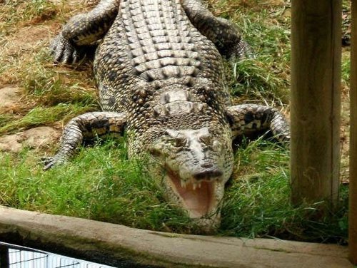 Thrigby park croc