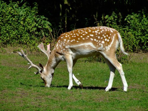 A beautiful fallow deer