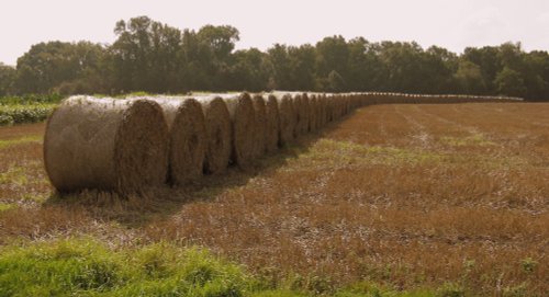 Harvest Time.