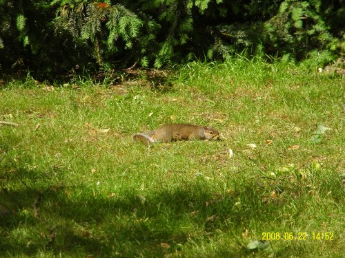 A squirrel enjoying the June sun