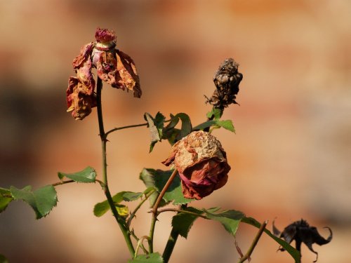 Withered roses, Lower Heyford, Oxon.