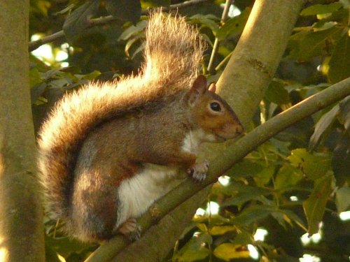 Grey squirrel