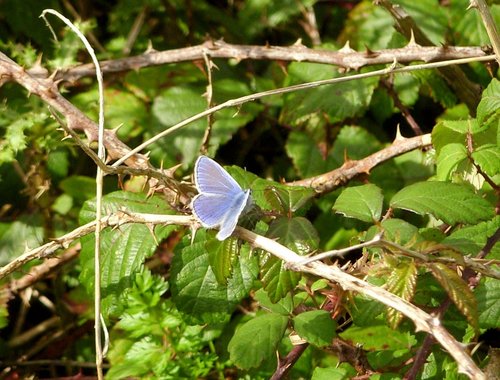 Common Blue Butterfly