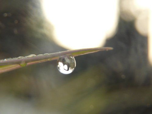 Dew drops