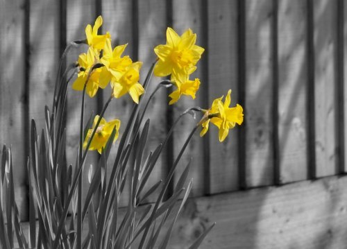 Daffodils, Steeple Claydon, Bucks