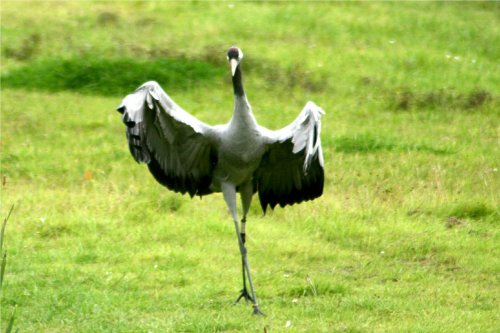 A  Crane