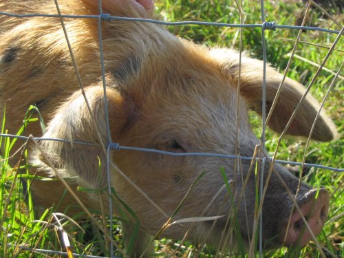 Friendly pig