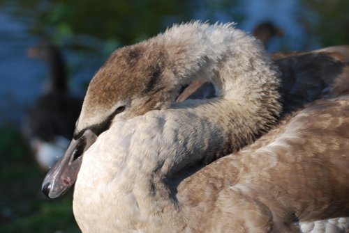 Juvenile Swan at Swithland Reservoir