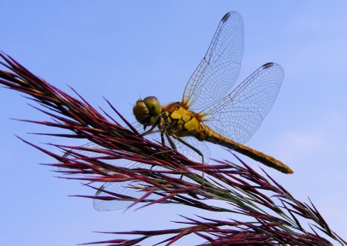 Dragonfly at Ludham