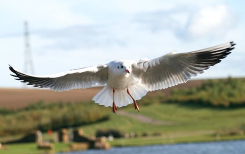 Blackheaded Gull