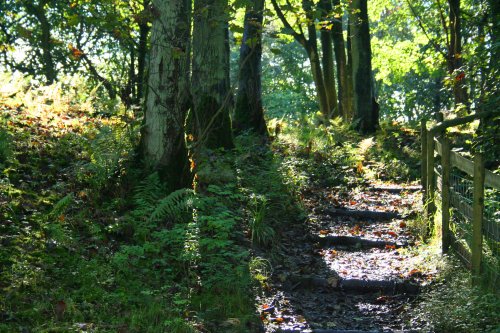 Old Park Wood