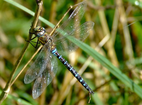 Migrant hawker dragonfly