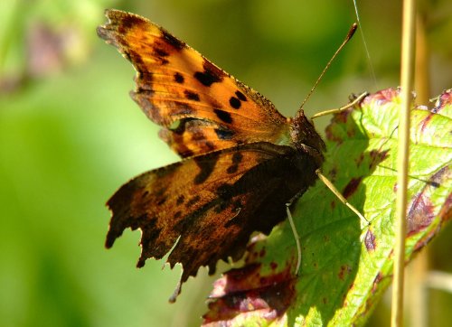 Comma butterfly......polygonia c-album