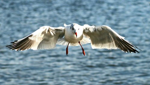 Black Headed Gull