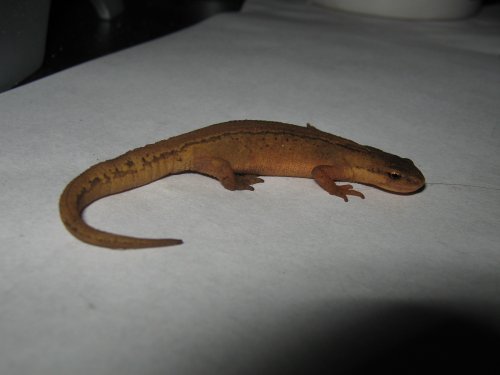 Some kind of newt ( I think )