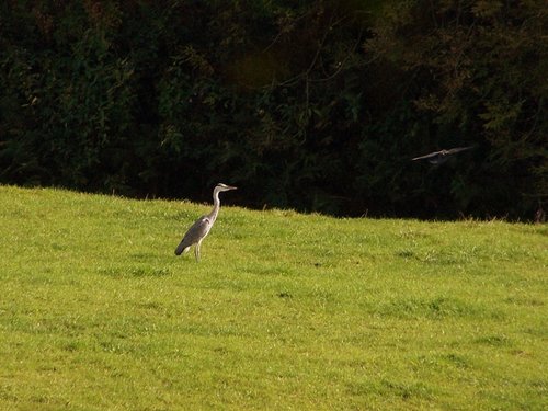 The heron