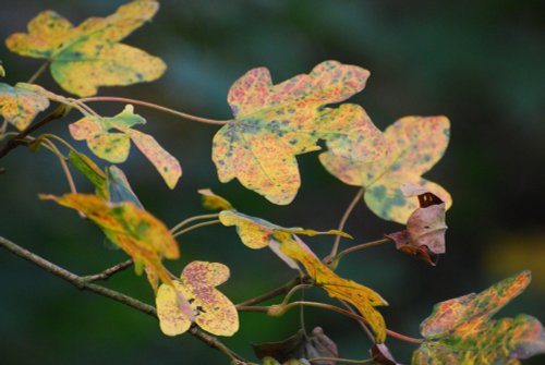 Autumn Leaves at Martin's Wood