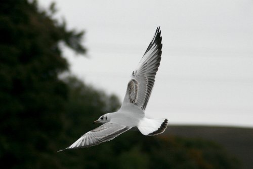 Black Headed Gull